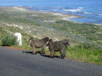 Baboons